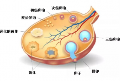 美国试管婴儿：卵泡发育慢是什么原因导致的？