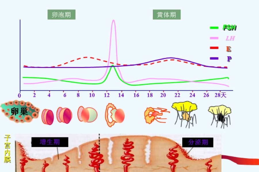 激素六项