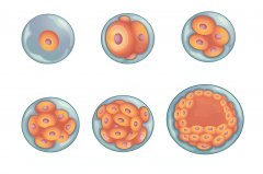 美国试管婴儿：关于囊胚移植的6个常见问题