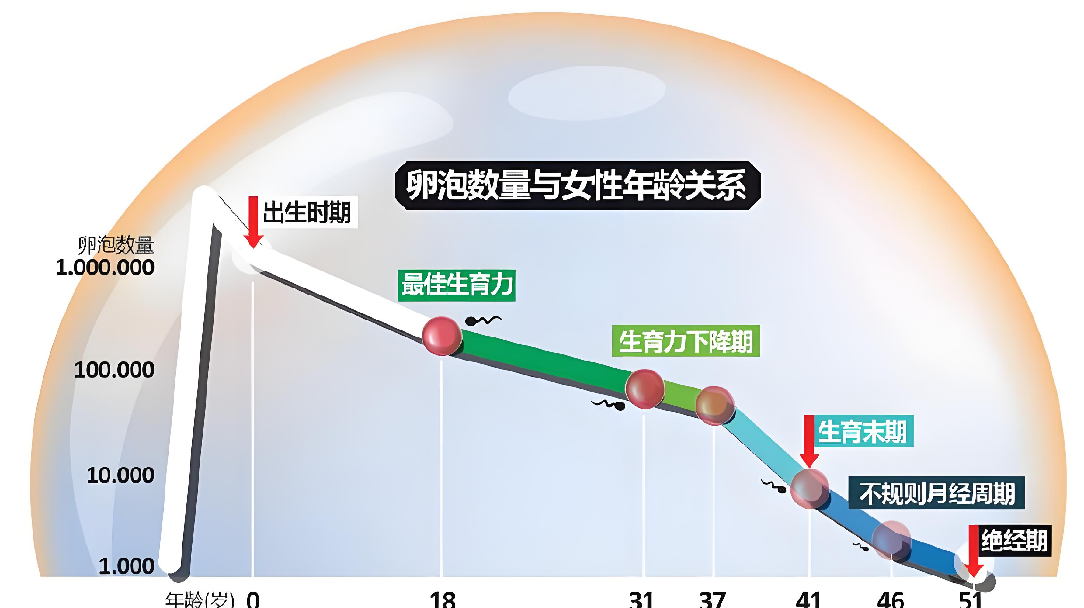 卵泡数量