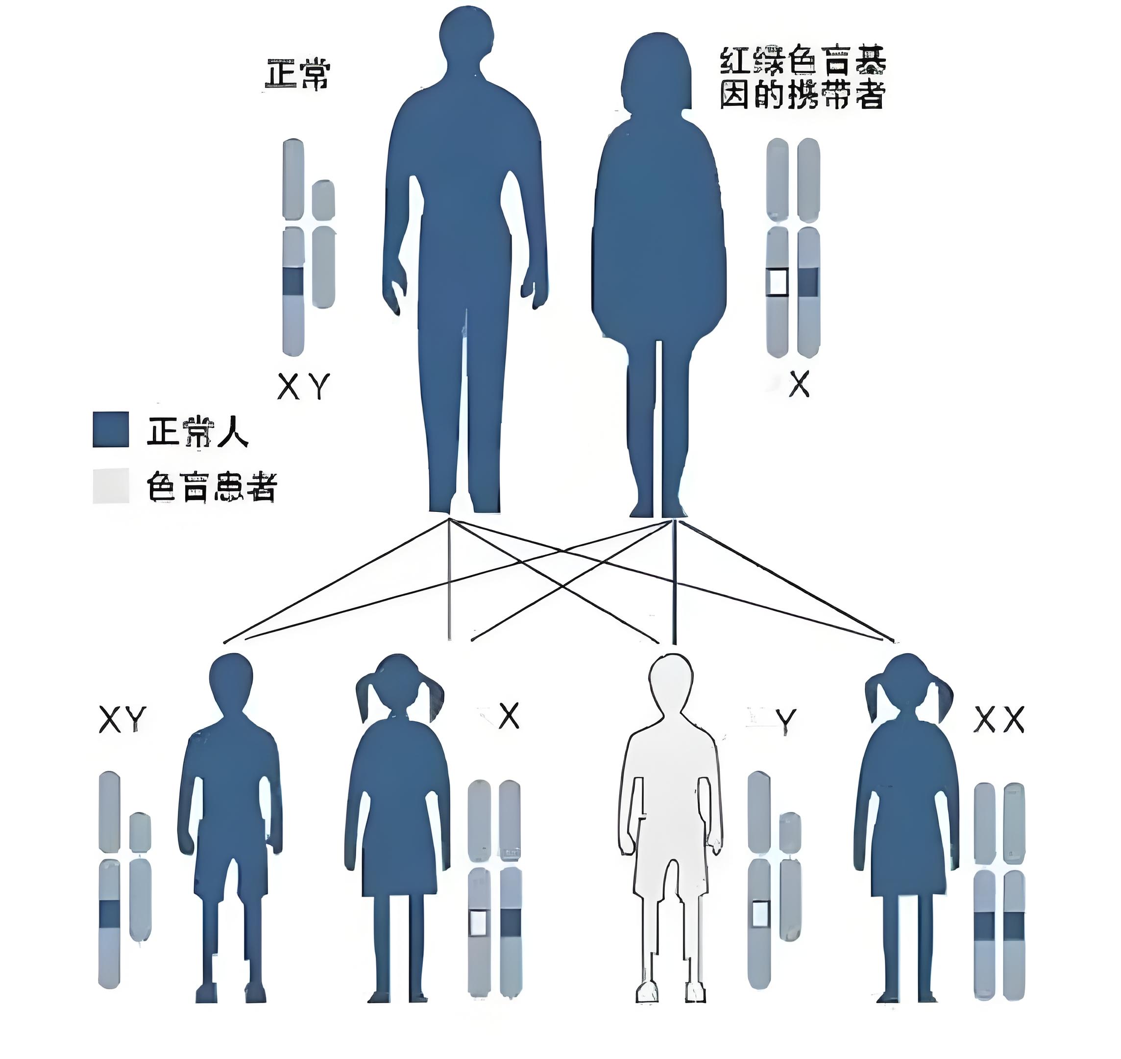 色盲基因