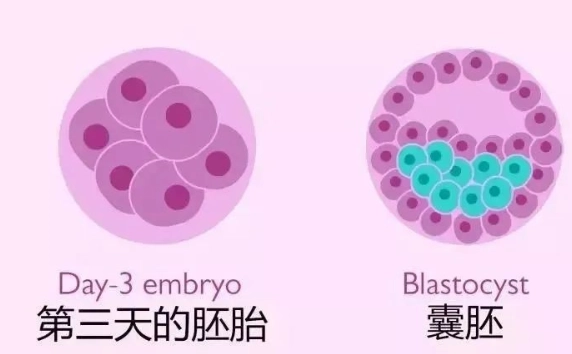 详解试管婴儿囊胚移植，成功率，着床时间与注意事项