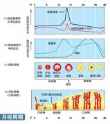 性激素六项检查最佳时间选不对，这几点不注意，小心白跑一趟！