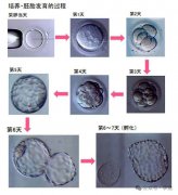 三代试管婴儿什么样的胚胎是“优质胚胎”？移植低级别的胚胎能怀孕吗?