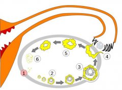 空卵是什么原因造成的？美国HRC试管专家科普！
