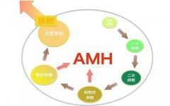 AMH是什么？