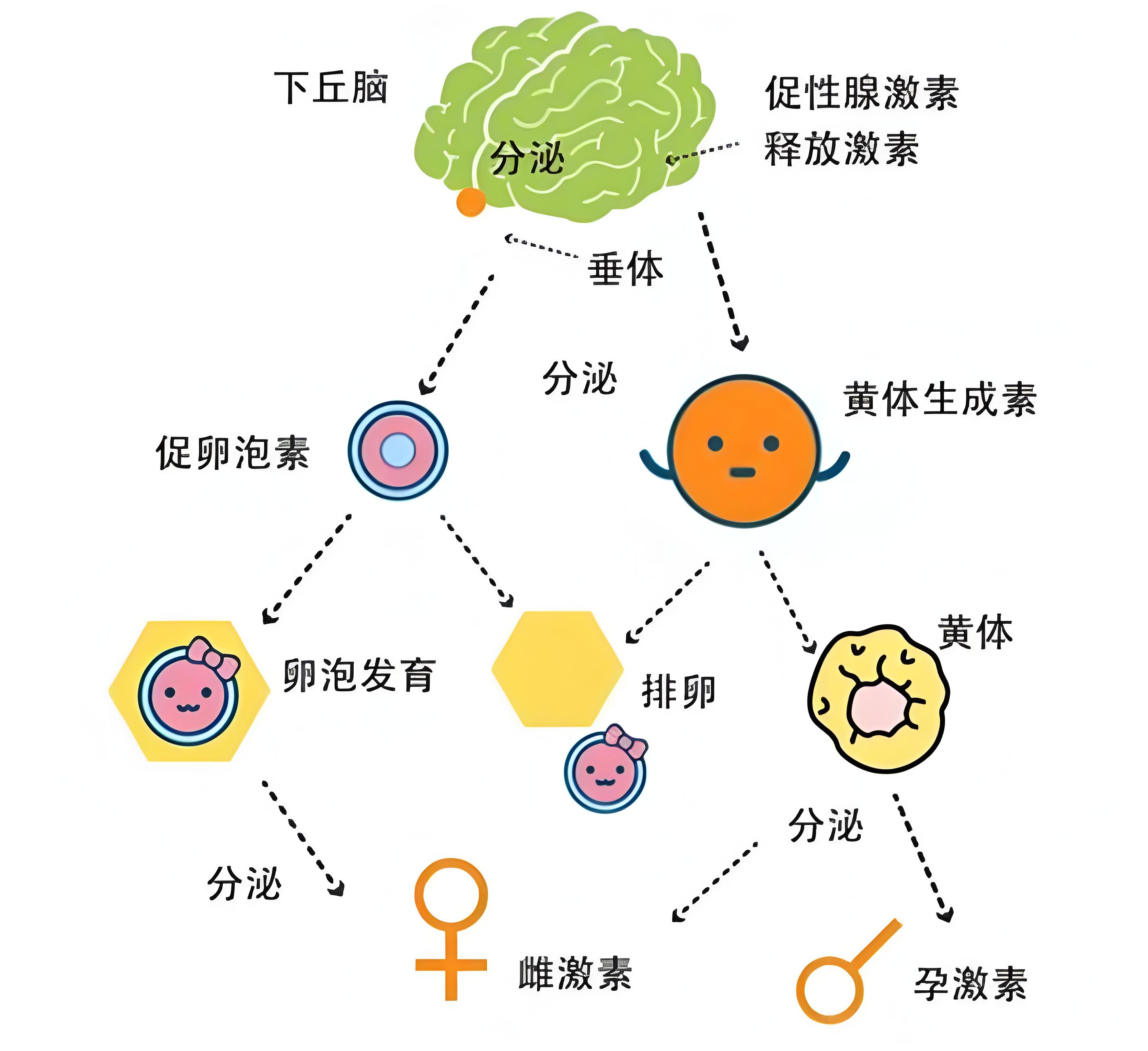 下丘脑-垂体-卵巢性腺轴