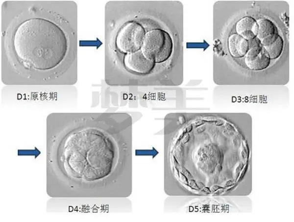 做三代试管囊胚多久可以移植？成功率高不高看这里你就清楚