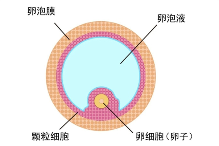 卵泡