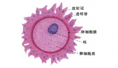 卵子透明带过厚，赴美试管如何实现好孕？