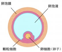 科普篇｜备孕女性这样做才能正确解锁一颗优秀的卵子！