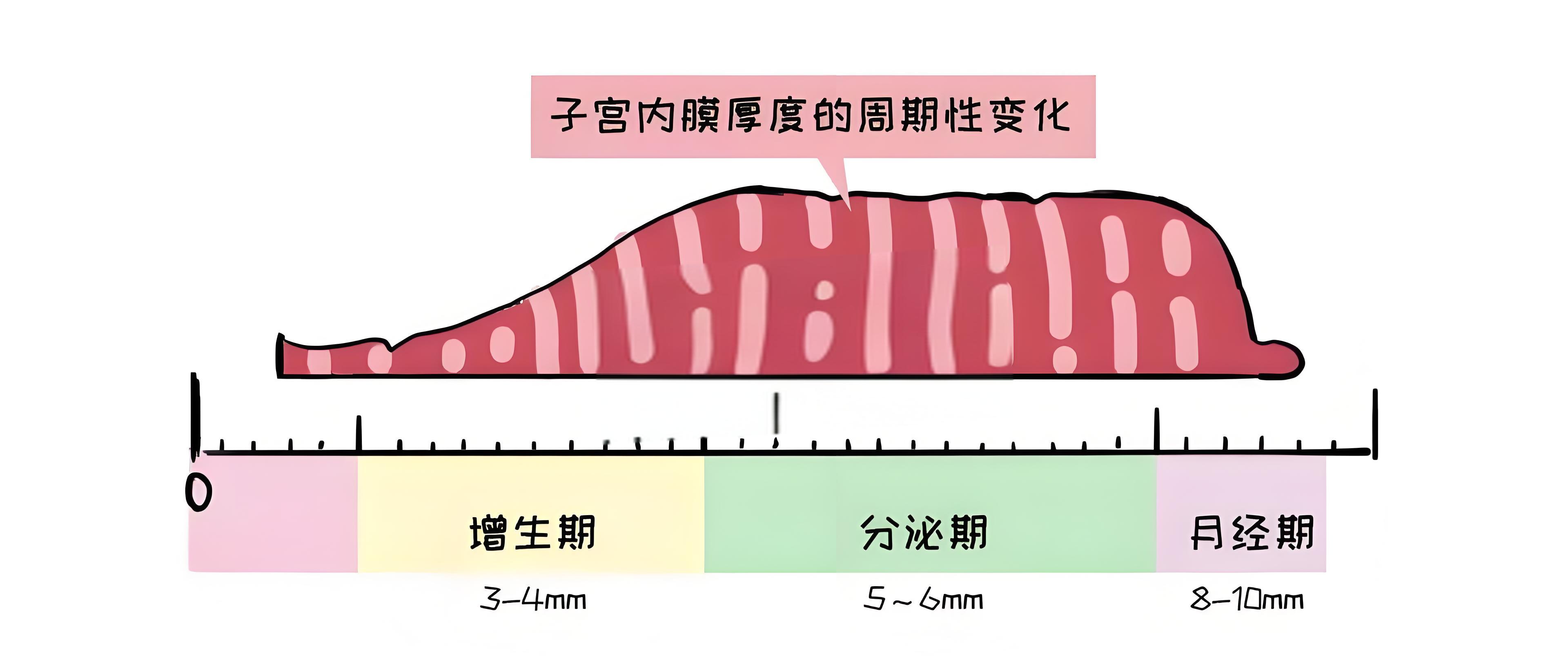 子宫内膜变化