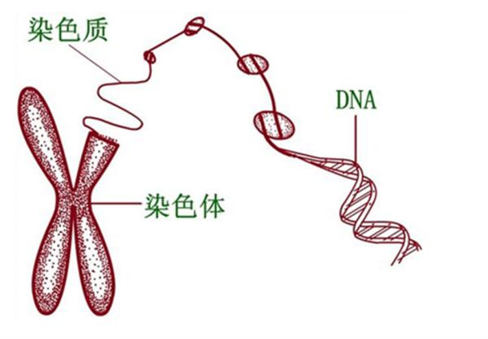 染色体问题